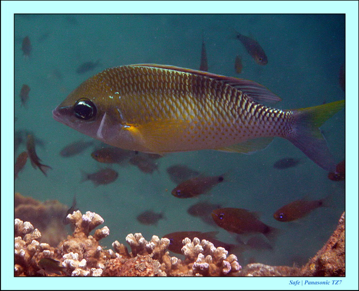 2011 - 03 - Koh Kradan 048